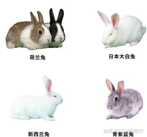 兔屬 生理等級5